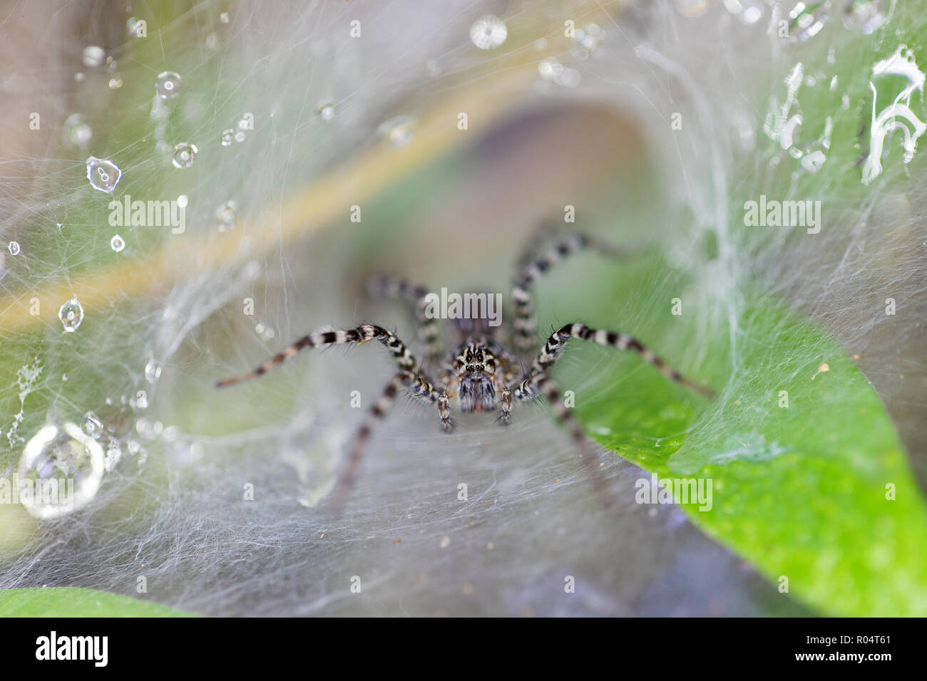 Close up on a striped spider waiting on wet web Stock Photo