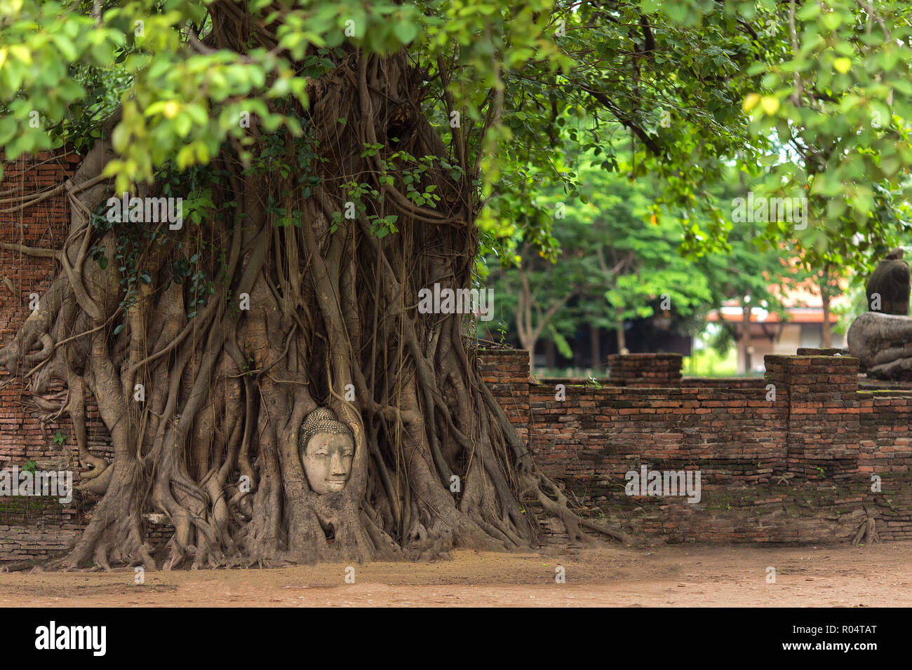 Buddha head entangled in fig tree roots in Ayutthaya, Thailand Stock Photo