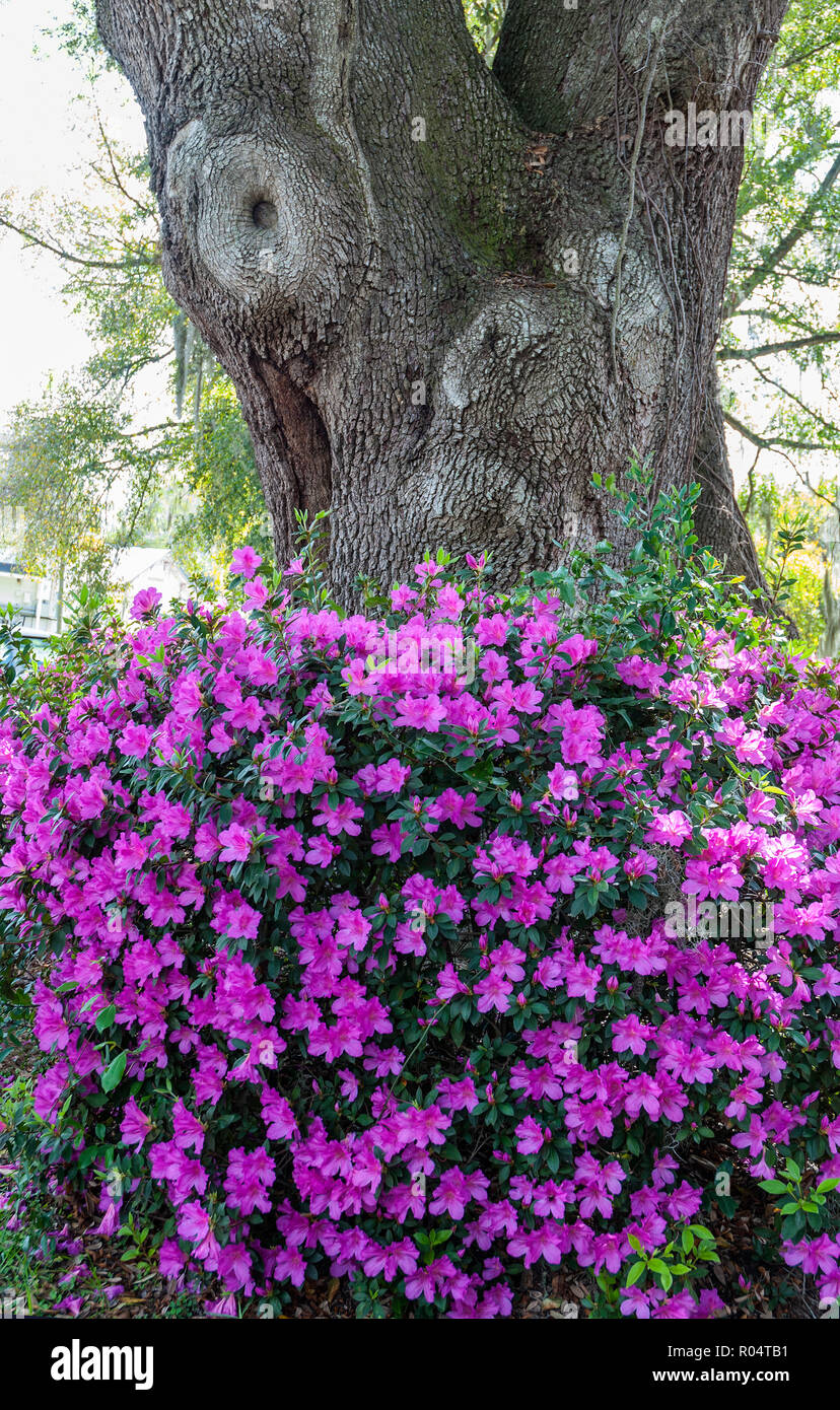 Flowering azaleas growing around a massive old Live Oak tree in the springtime. Stock Photo