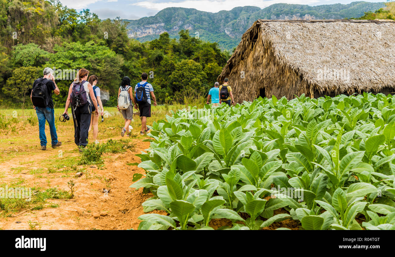 Tourists visiting a tobacco plantation in Vinales National Park, UNESCO World Heritage Site, Vinales Valley, Vinales, Cuba, West Indies, Caribbean Stock Photo