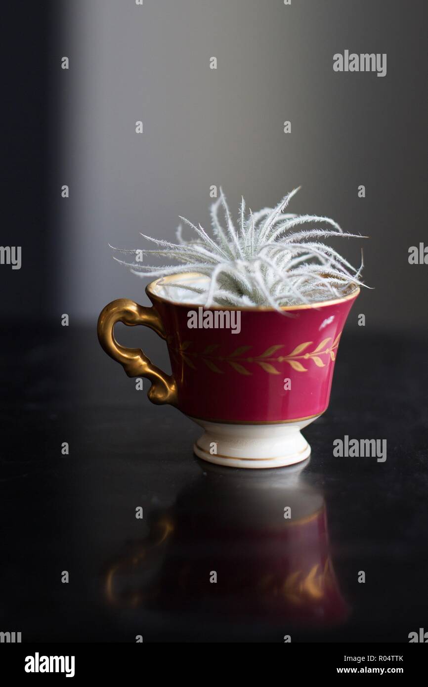 A tillandsia tectorum air plant in a teacup Stock Photo Alamy