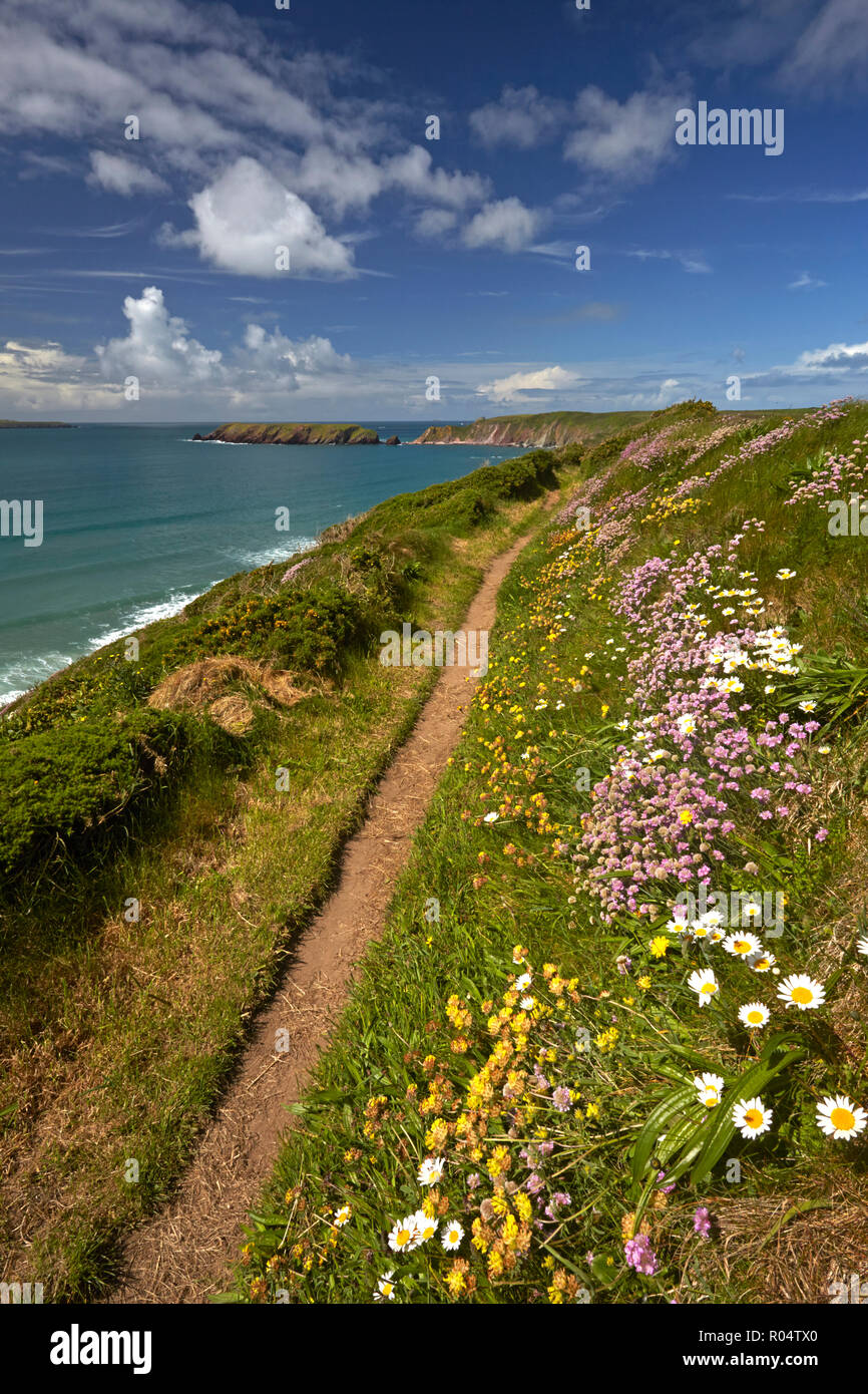 Spring flowers growing alongside the Pembrokeshire coastal path above Marloes, Pembrokeshire, Wales, United Kingdom, Europe Stock Photo