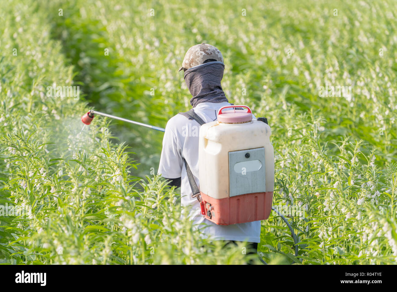 A young man farmer master is spraying pesticides (farm chemicals) on his own sesame field to prevent pests and plant diseases in the morning, close up Stock Photo