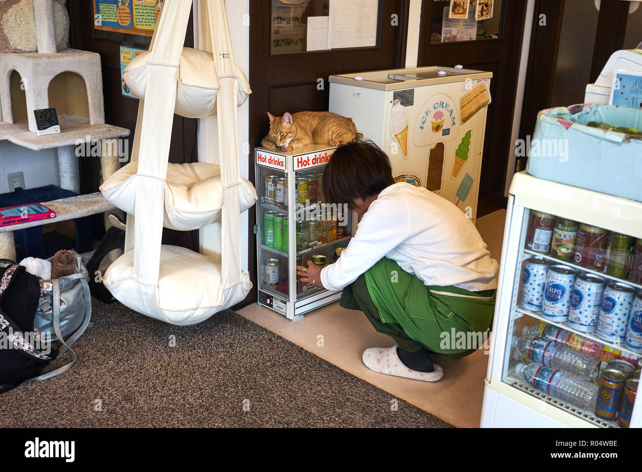 Cat in a Japanese cat cafe, Kyoto, Japan, Asia Stock Photo Alamy