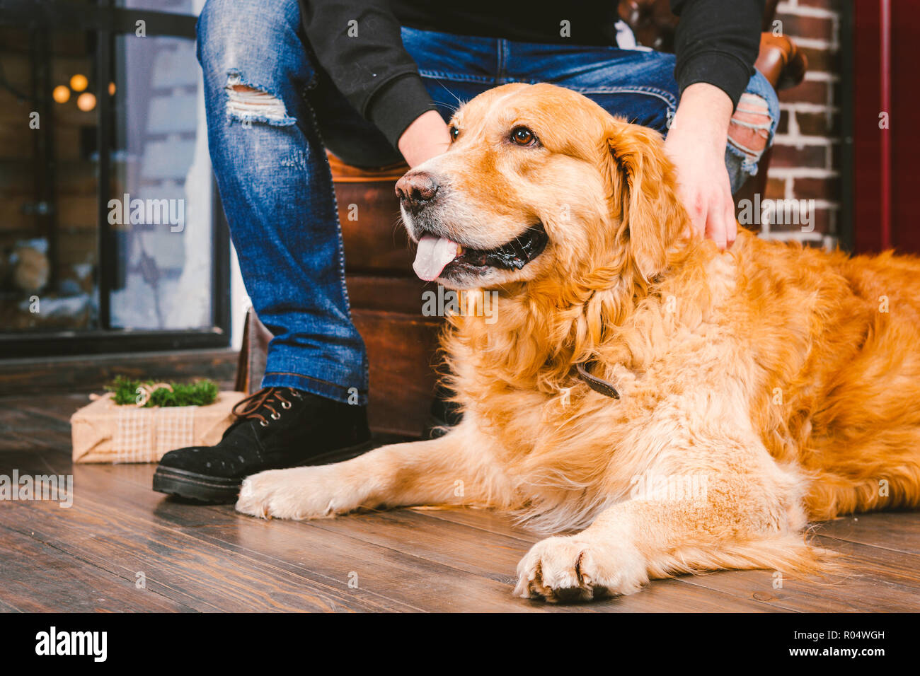 Abrador High Resolution Stock Photography And Images Alamy