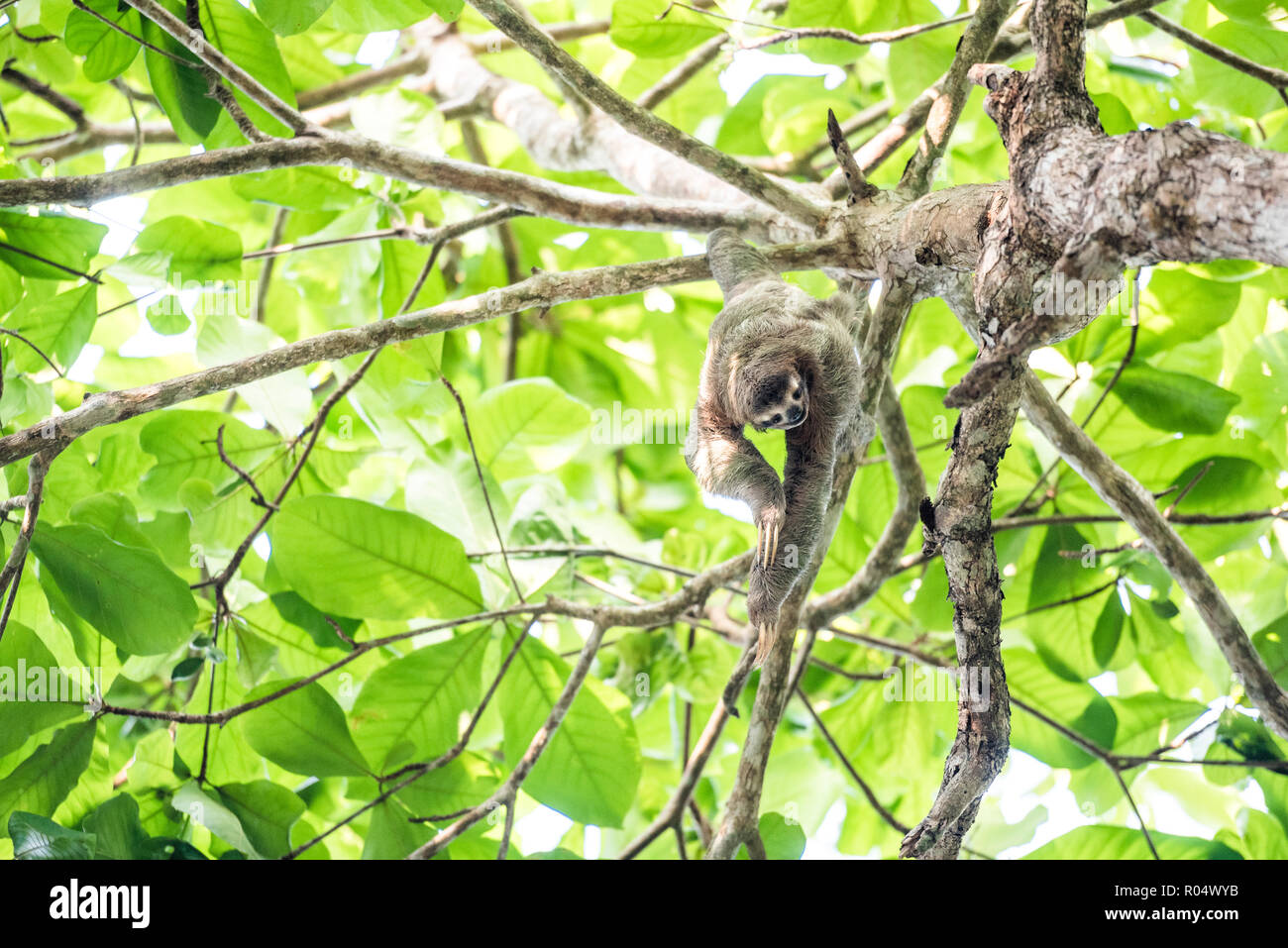 Brown Throated Three Toed Sloth, Playa Biesanz Beach, Manuel Antonio, Costa Rica, Central America Stock Photo