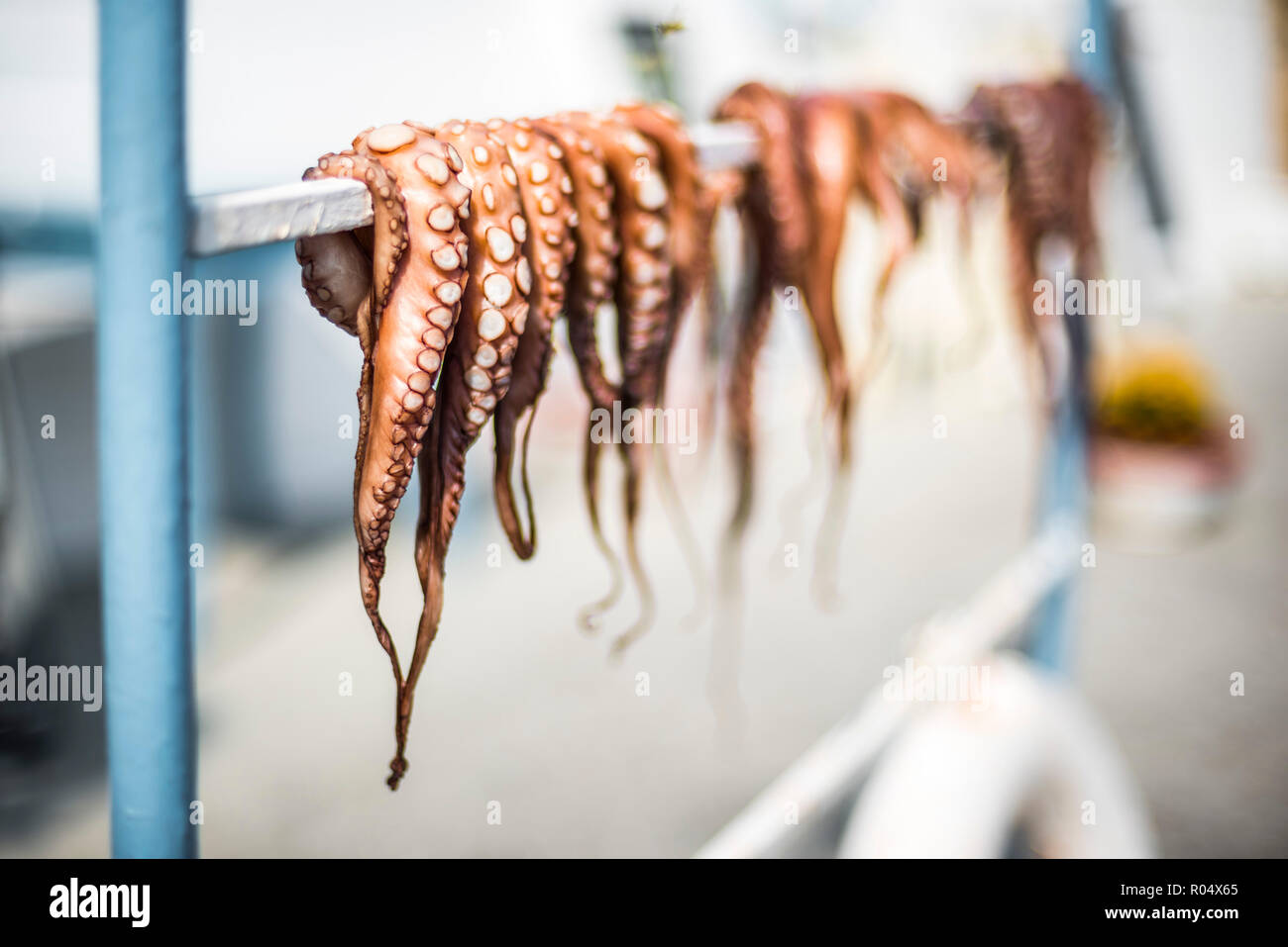 Dried octopus, Ermioni, Peloponnese, Greece, Europe Stock Photo