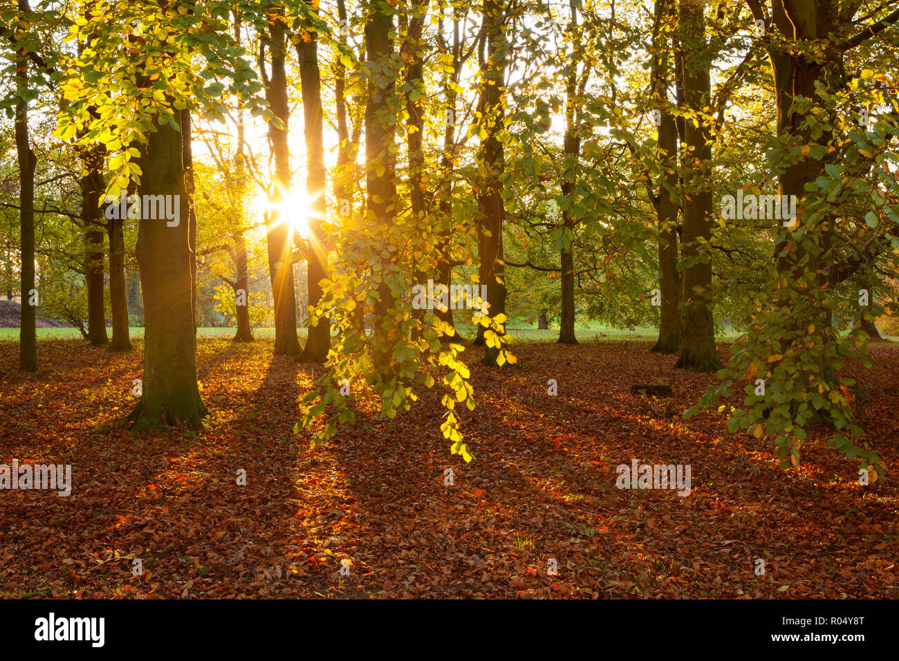 Barton-upon-Humber, North Lincolnshire, UK. 1st November 2018. UK Weather: Late evening light through the Beech Trees in Baysgarth Park in Autumn. Barton-upon-Humber, North Lincolnshire, UK. 1st Novermber 2018. Credit: LEE BEEL/Alamy Live News Stock Photo