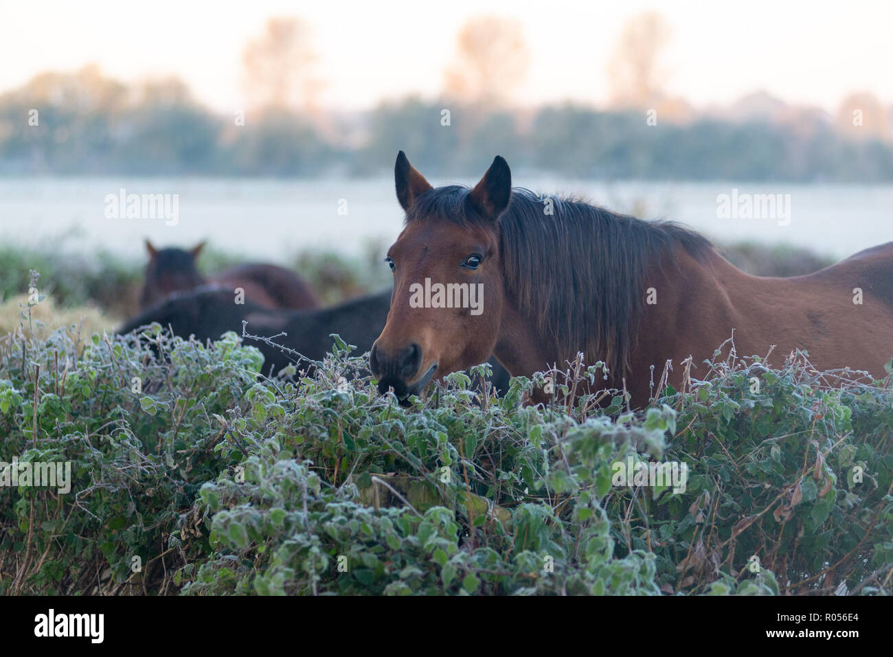 Horse nibbling on and looking over a hedge covered in frost Stock Photo Alamy