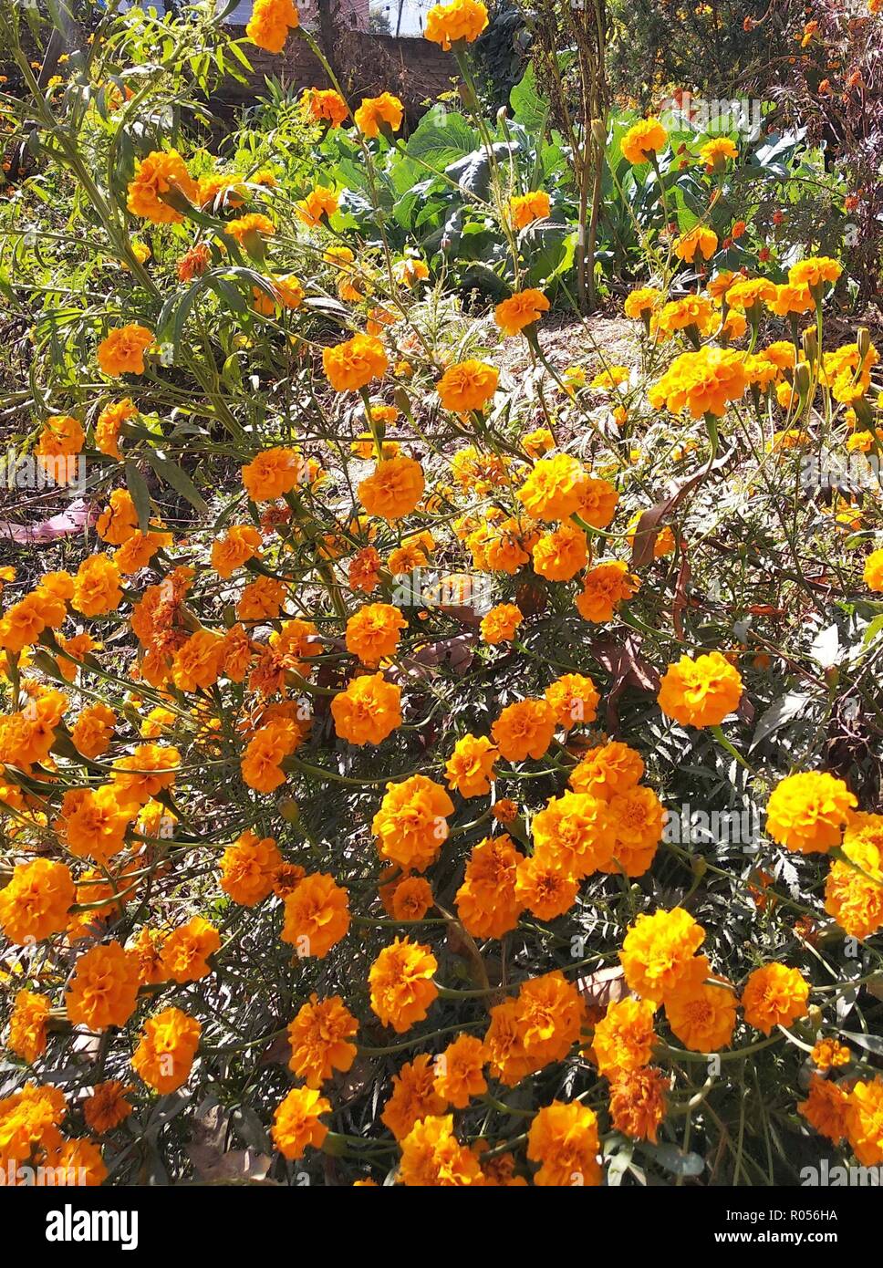 Kathmandu, Nepal. 2nd Nov, 2018. Blooming marigold flowers are seen ahead  of Tihar festival at a flower farm in Kathmandu, Nepal, Nov. 2, 2018.  Credit: Sunil Sharma/Xinhua/Alamy Live News Stock Photo - Alamy