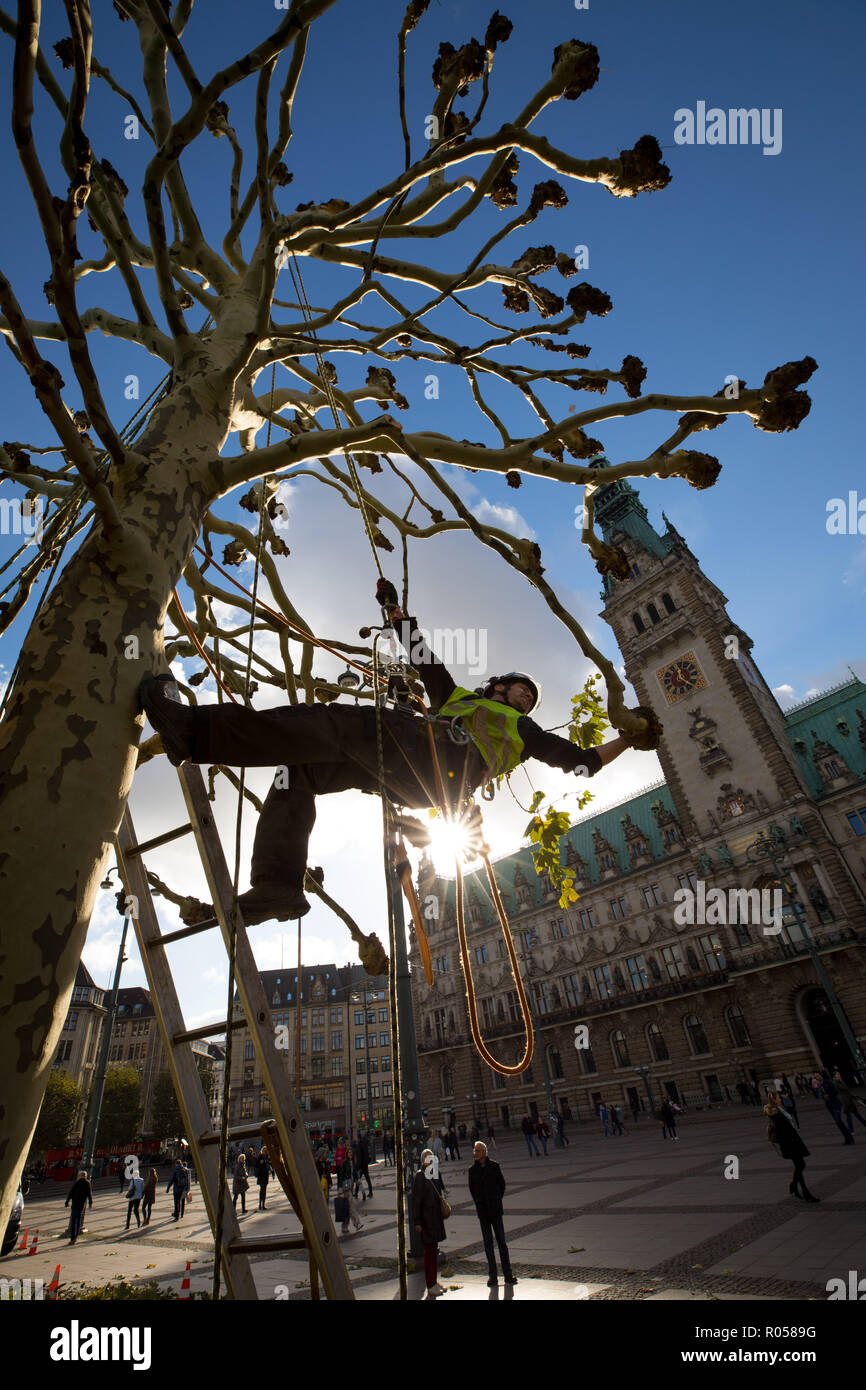 Hamburg, Germany. 02nd Nov, 2018. Secured with ropes, a tree keeper trims the trees at the town hall market in front of the town hall. Credit: Christian Charisius/dpa/Alamy Live News Stock Photo