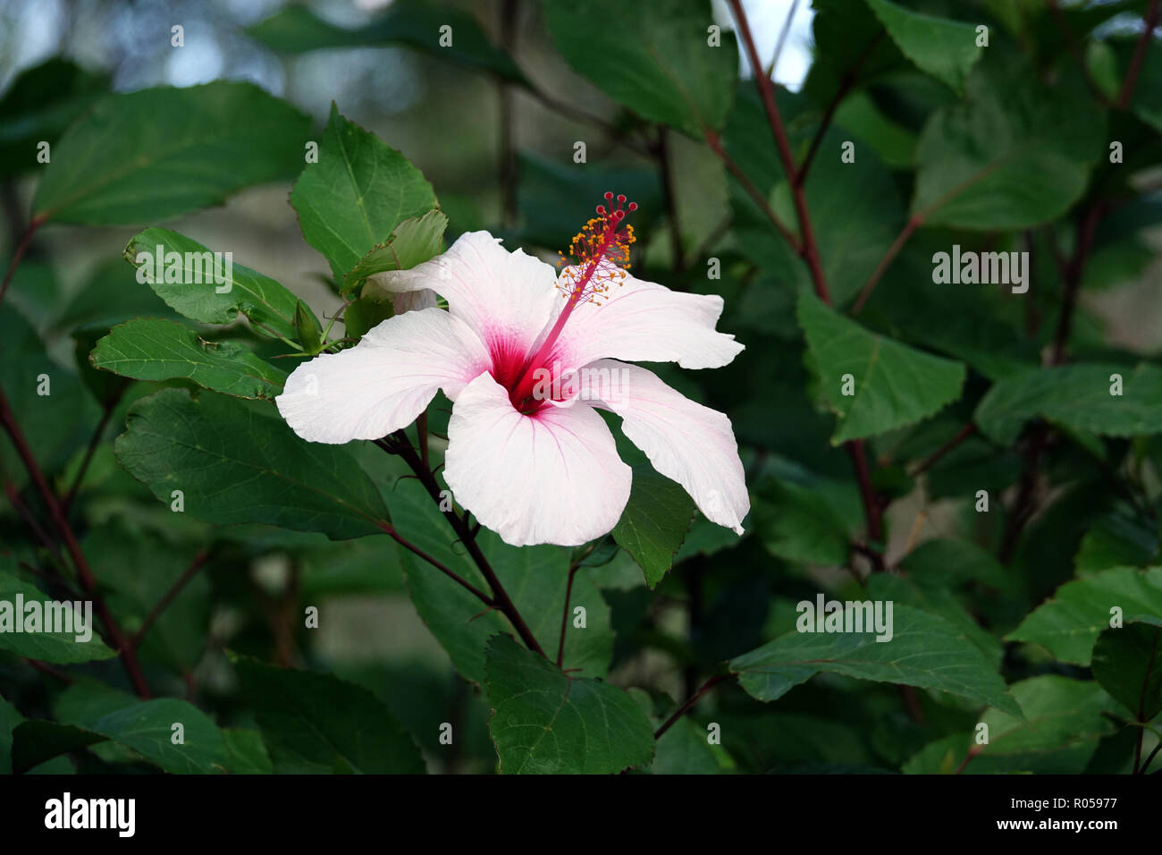 Hibiscus Flower In English Garden High Resolution Stock Photography And Images Alamy