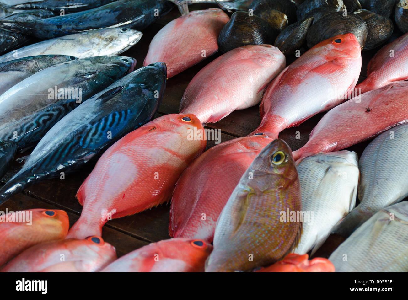 Sales stall sea bass and tuna, close up. Fresh fish at seafood market