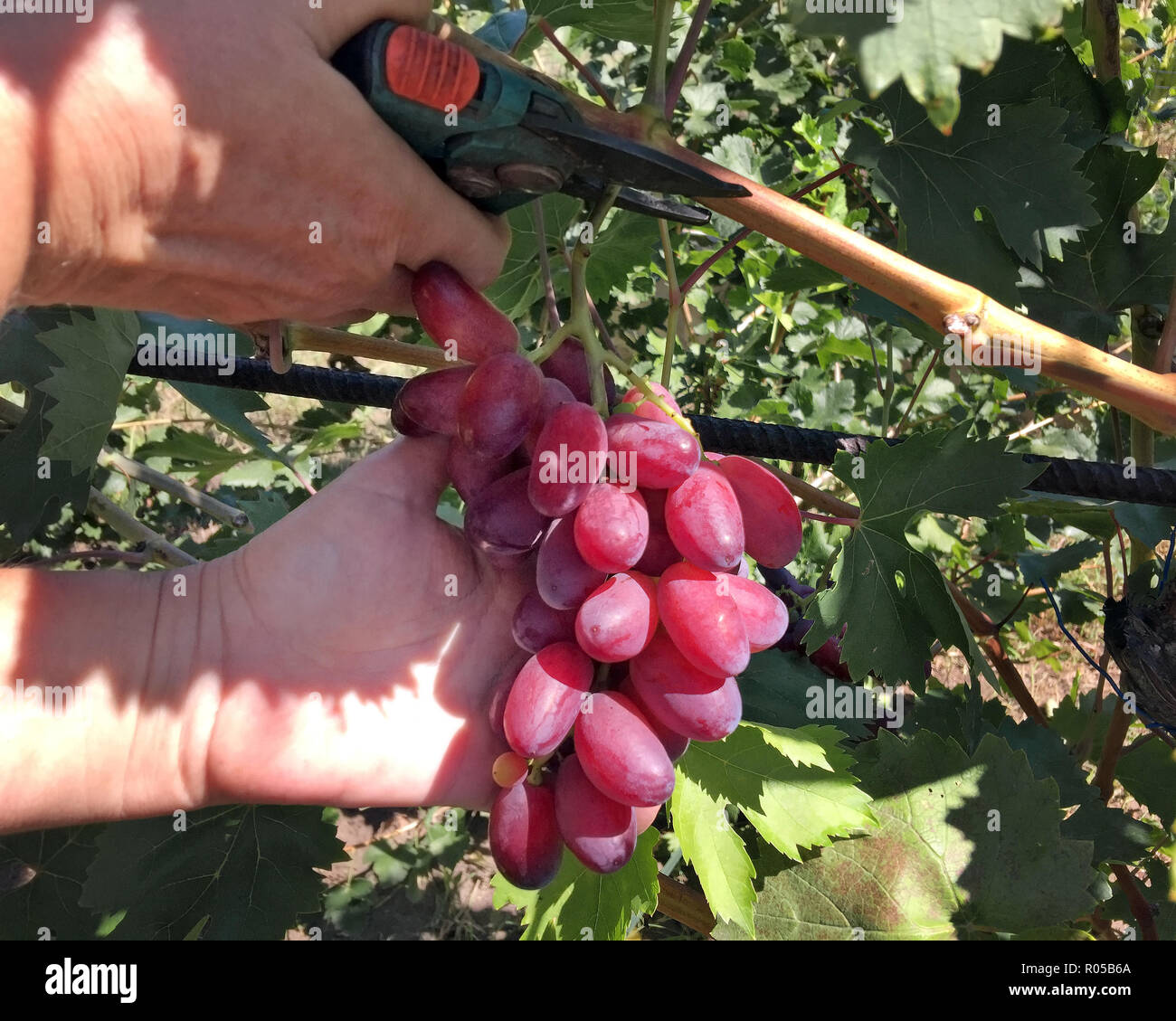 Grape harvest, hands with a garden pruner cut a bunch of grapes, close up. Stock Photo