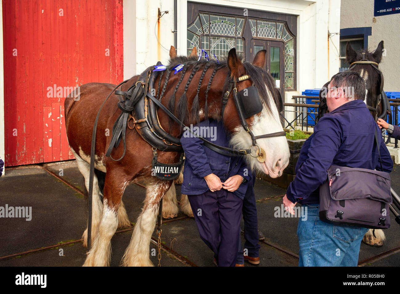 Tram horse William wearing full harness and blinkers leans over his handler in Douglas, Isle of Man Stock Photo