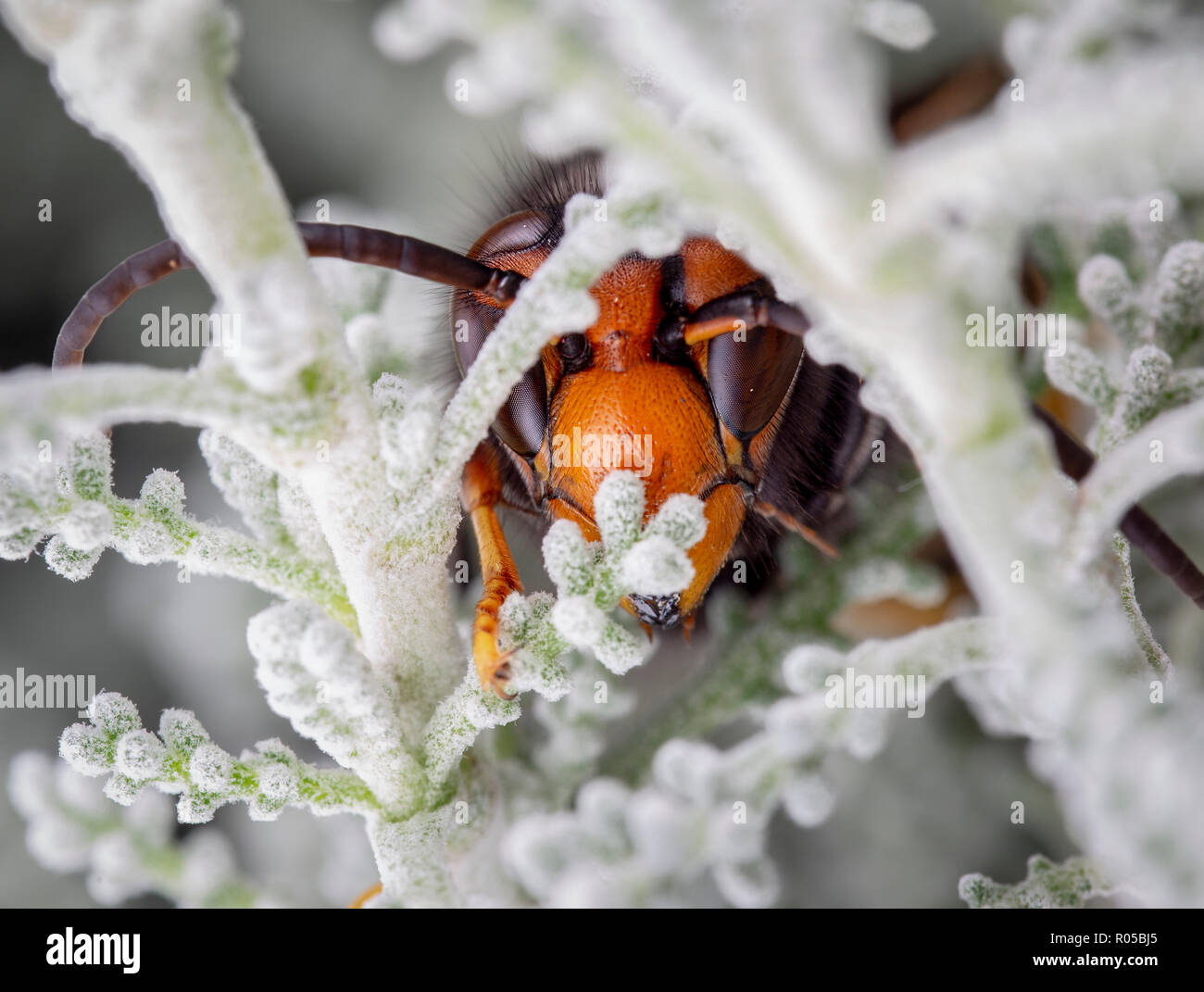 Vespa velutina assian hornet posing Stock Photo