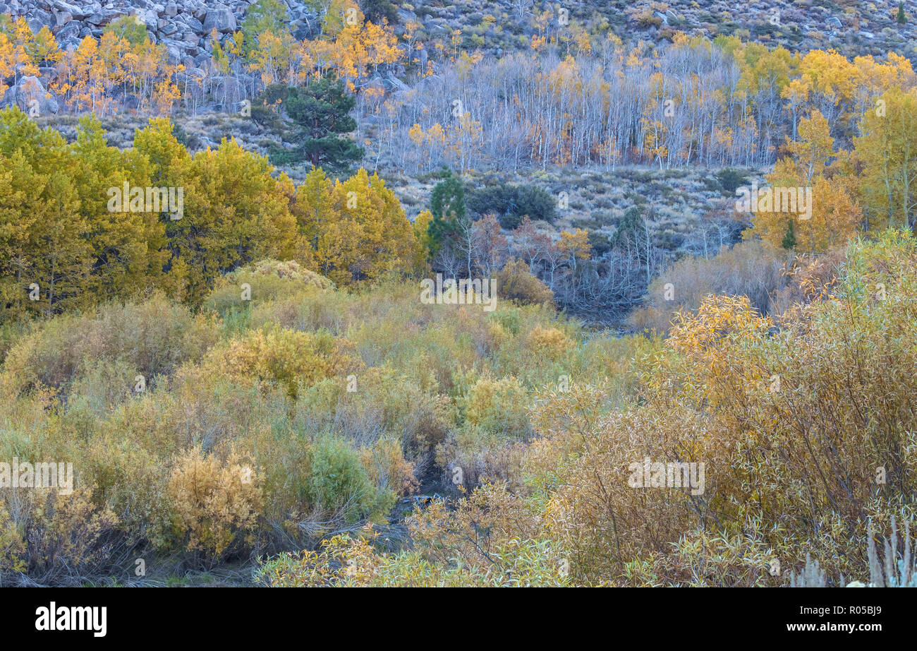Red willow (Salix laevigata) and aspen trees (Populus tremuloides) display their fall foliage in Inyon National Forest, California, USA. Stock Photo