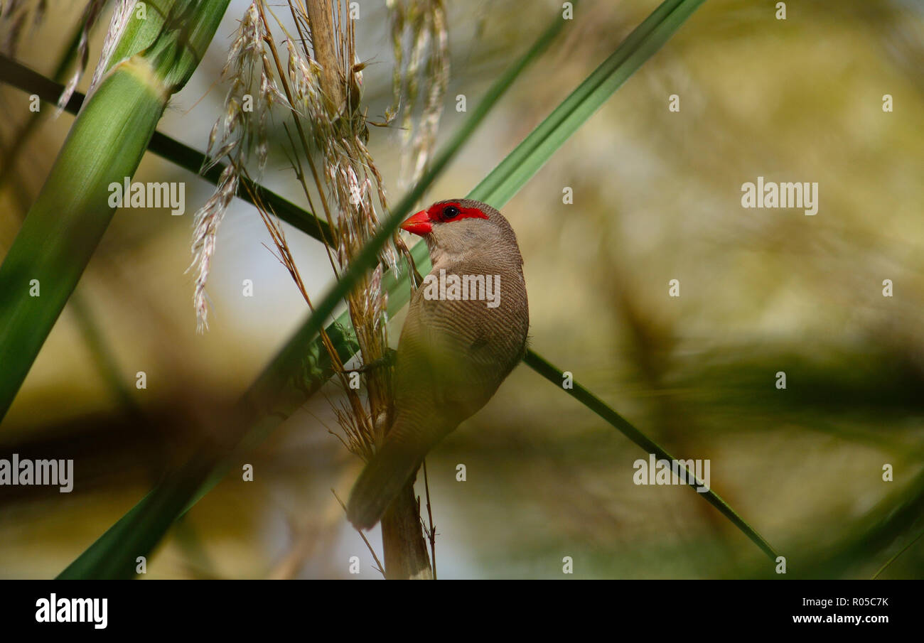 Bird of red beak eating seeds between the reeds, common estrilda Stock Photo
