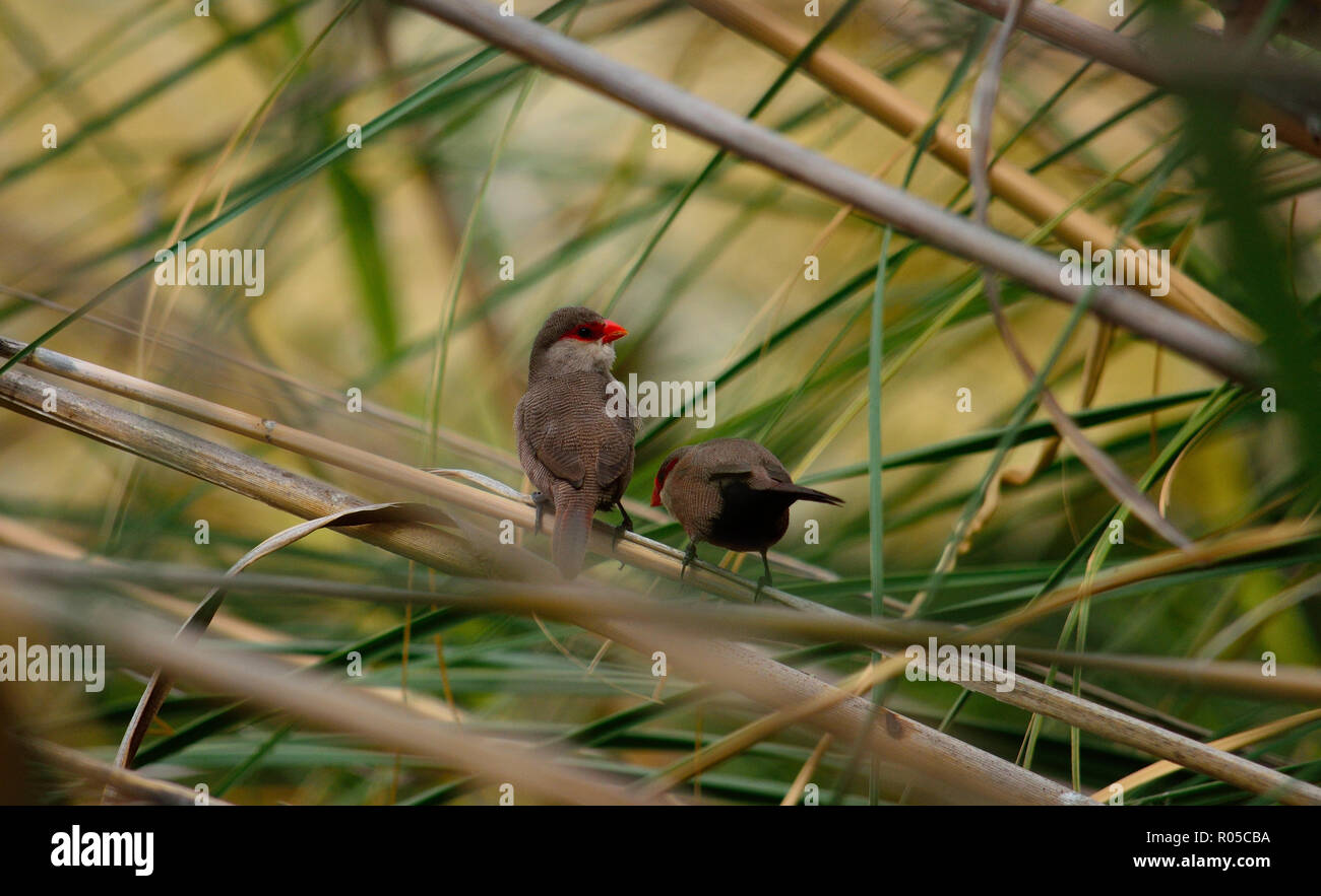 Two small birds among the reeds, coral beak or common estrilda Stock Photo