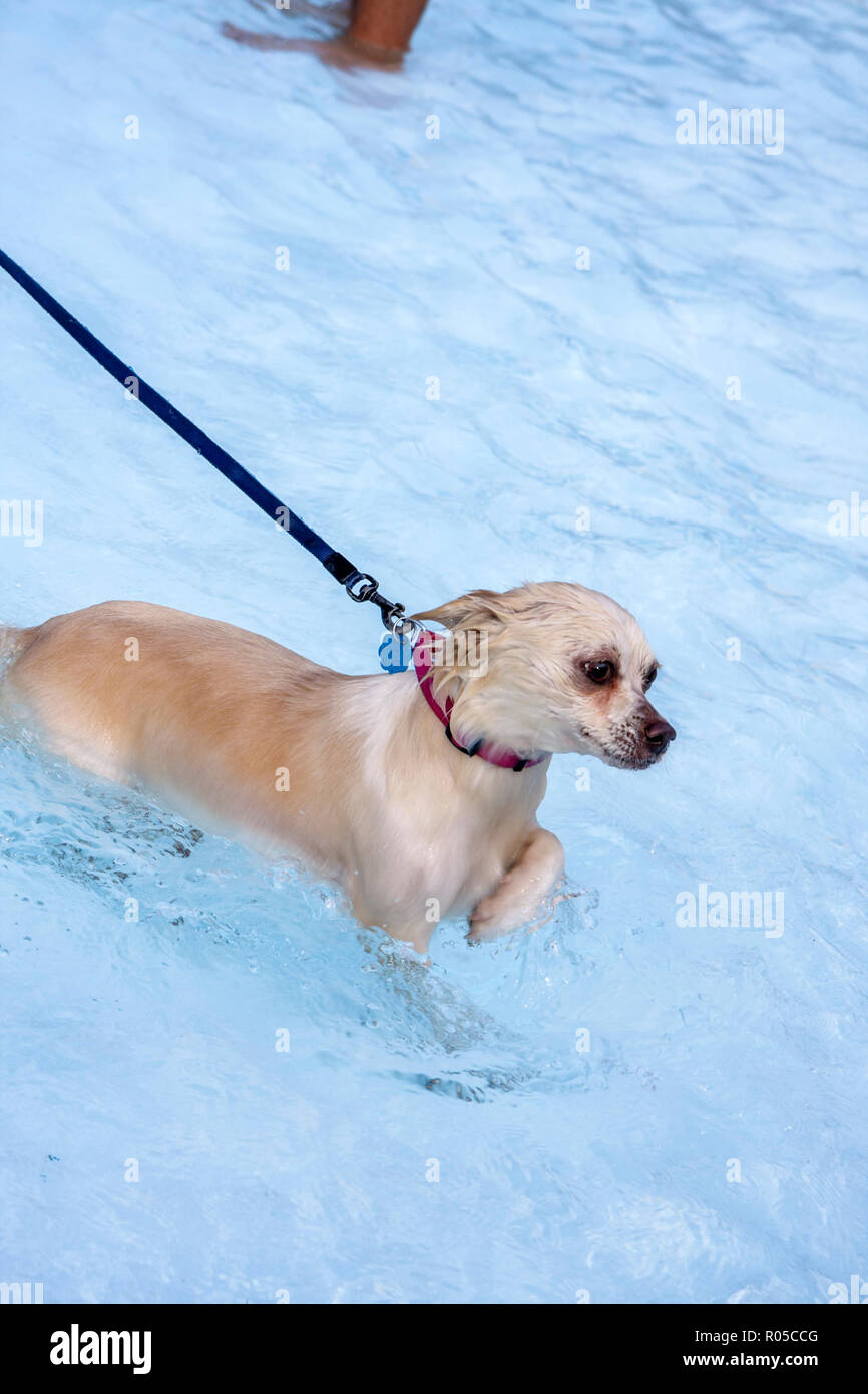 Miami Florida,Grapeland Water Park,dog dogs A Pool Ooza,Black Beard's Beach,waterslides,water playground,dog dogs,pet pets,leash,swimming,visitors tra Stock Photo