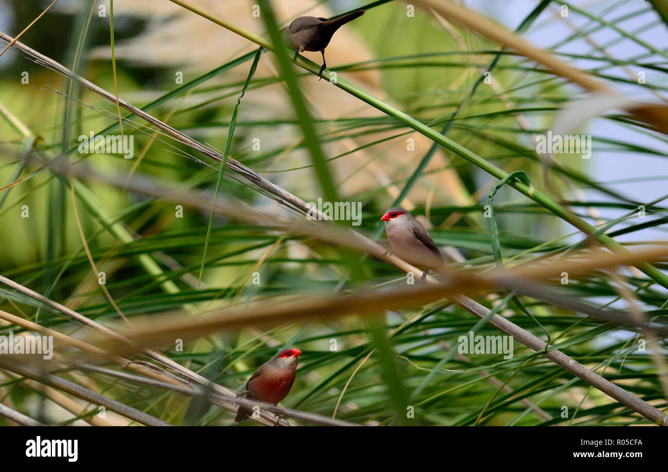 Small exotic birds on the reeds, common estrilda or coral beak Stock Photo