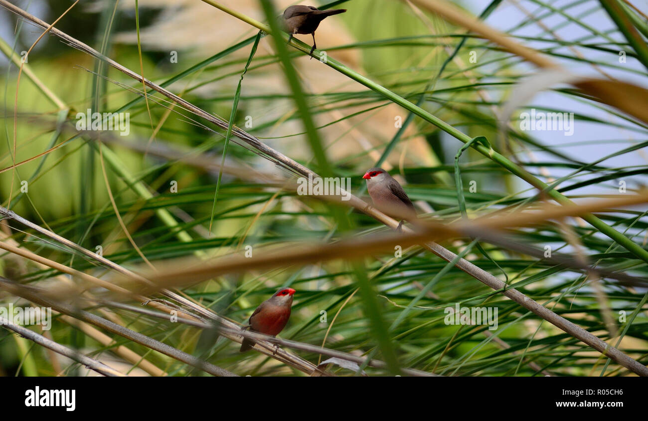 Three small birds of red beak perched on the reeds, common estrilda Stock Photo