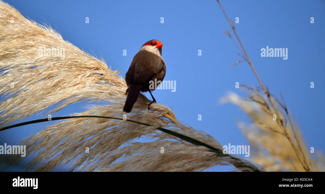 Bird of red beak on branch of Pampas grass in bloom, common estrilda Stock Photo