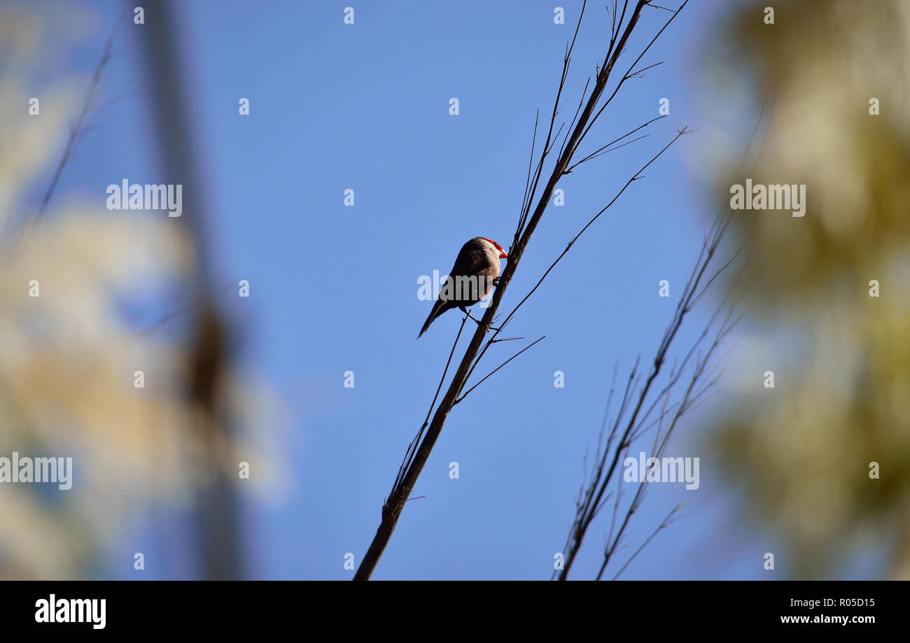 Small bird on reed stem and blue sky background, common estrilda Stock Photo