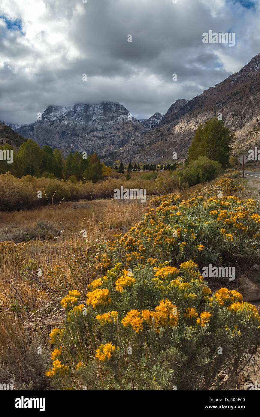 Green rabbitbrush (Chrysothamnus viscidiflorus) bloom along the road, with clouds cover the Carson Peak in background, June Lake Loop, California, USA Stock Photo