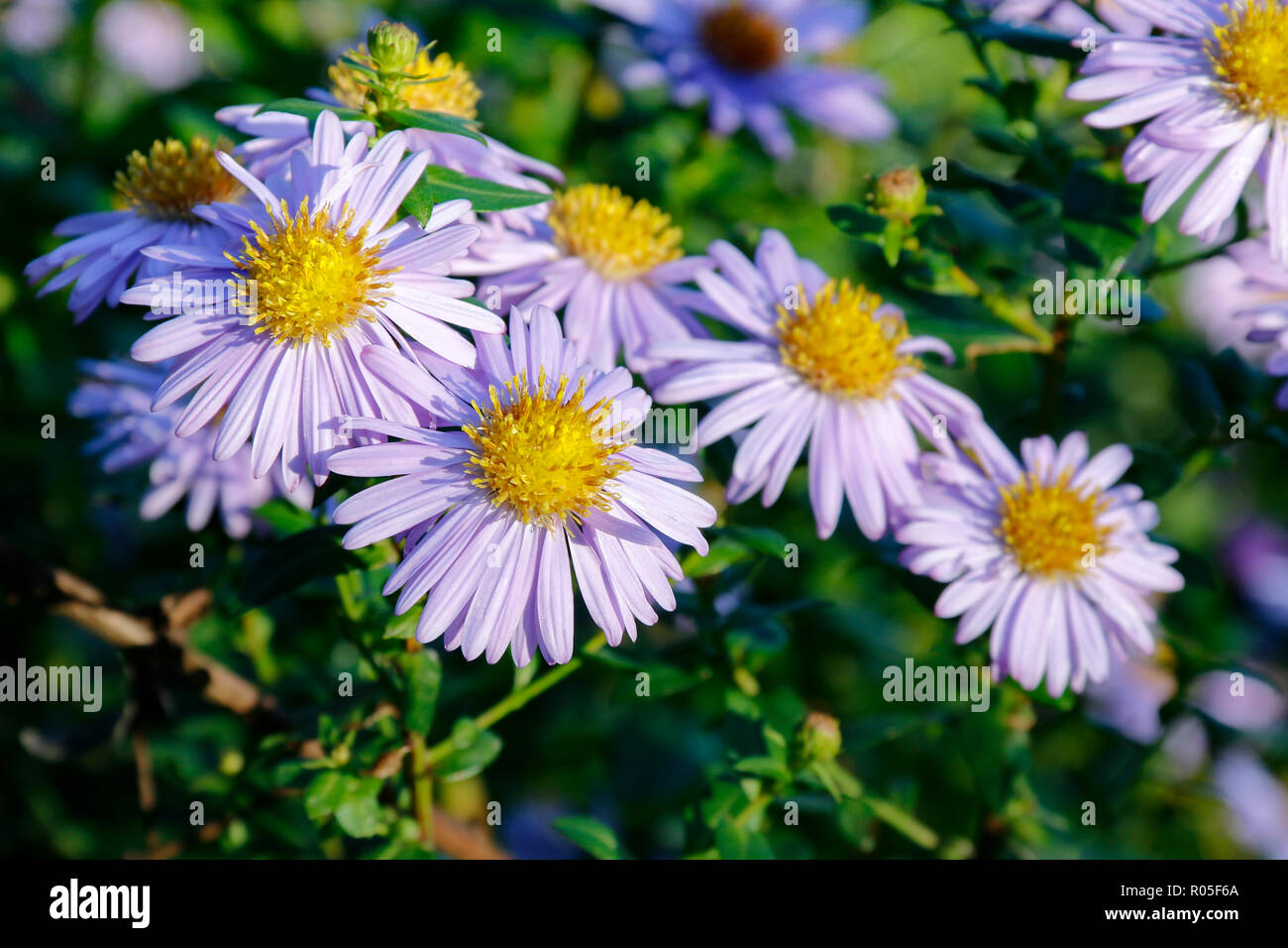 Close up of yellow-centred, lavender-blue flowers of Aster x frikartii 'Monch' Stock Photo