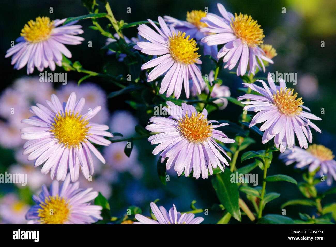 Close up of yellow-centred, lavender-blue flowers of Aster x frikartii ...