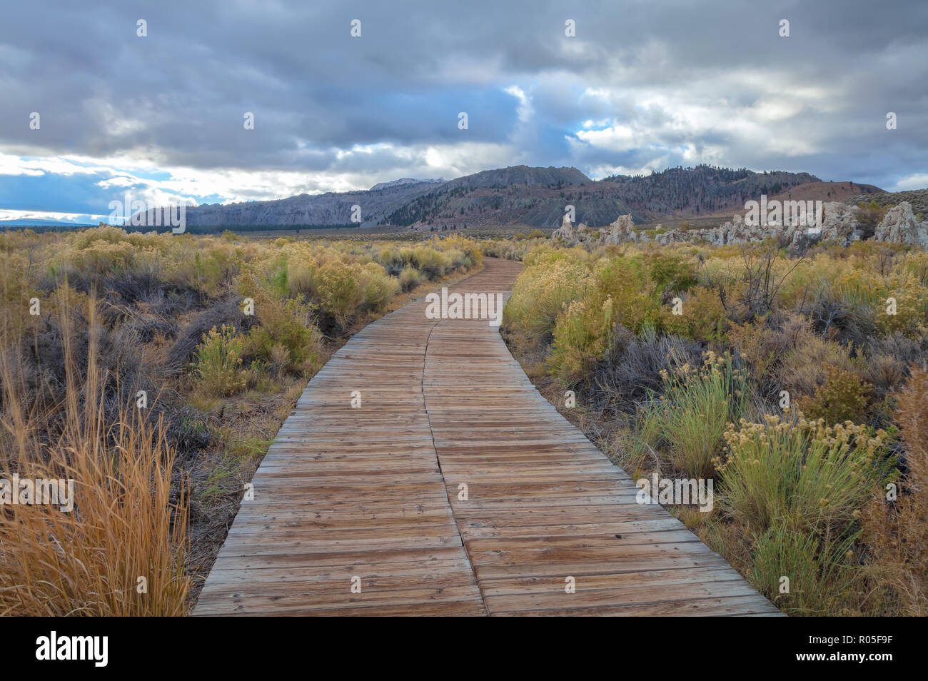 Boardwalk path at Mono Lake, with green rabbitbrush (Chrysothamnus viscidiflorus) in early fall, California, United States, at dawn. Stock Photo