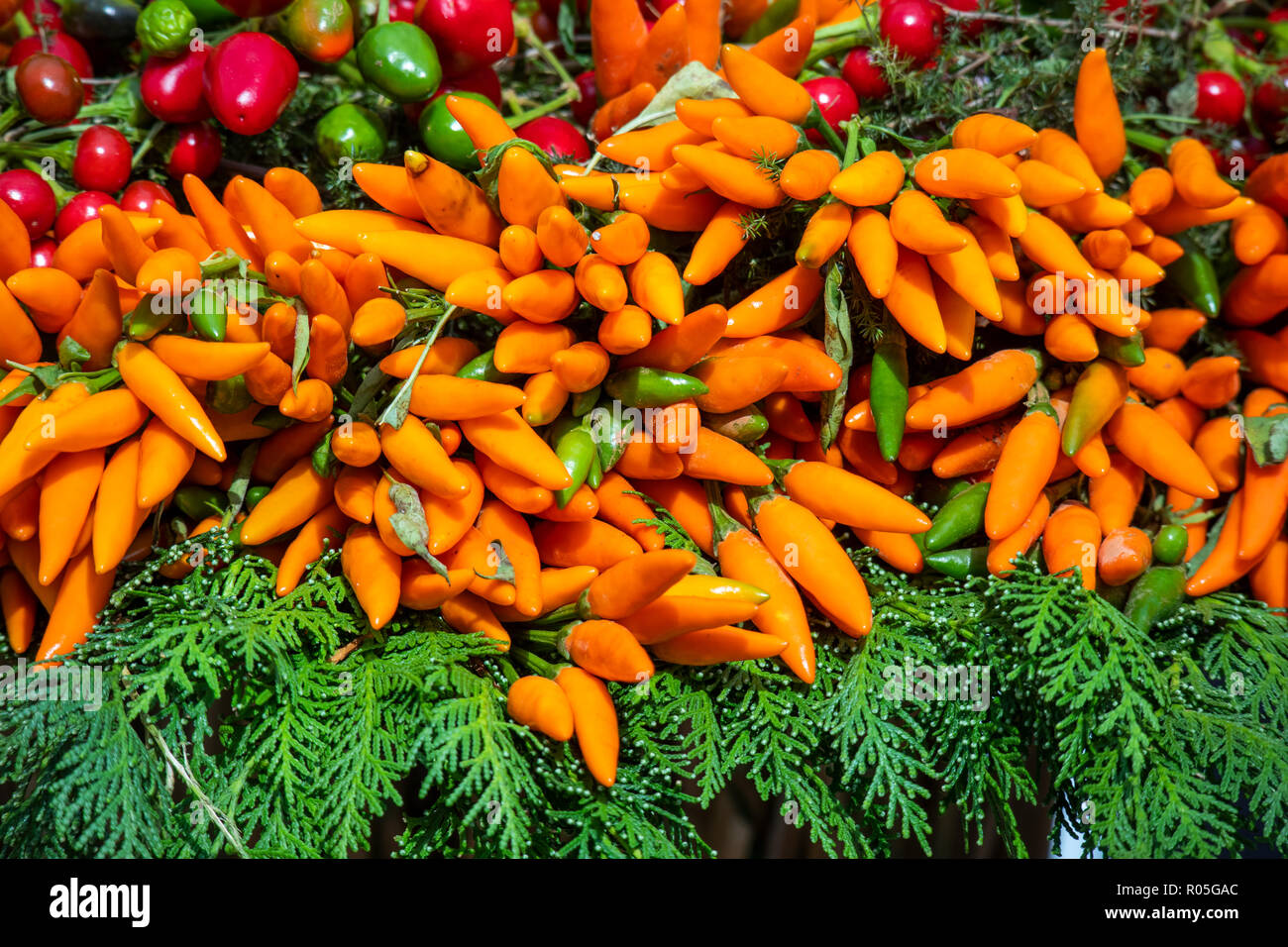 colorful variety of peppers Stock Photo