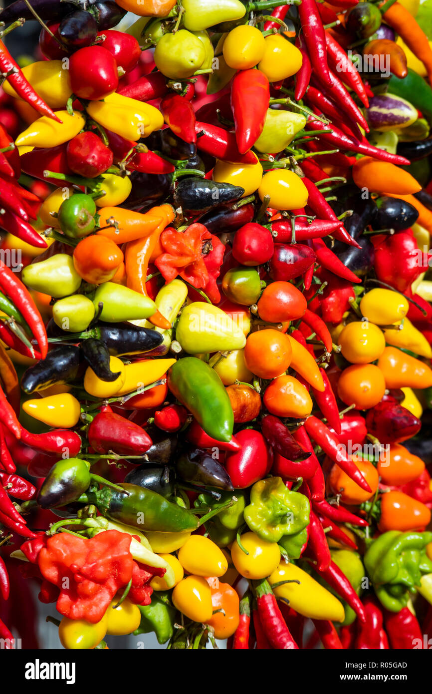 colorful variety of peppers Stock Photo