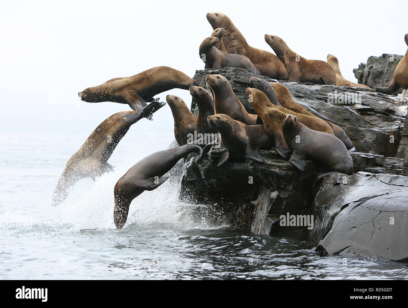 Steller sea lions (Eumetopias jubatus) jumping into the ocean Stock Photo