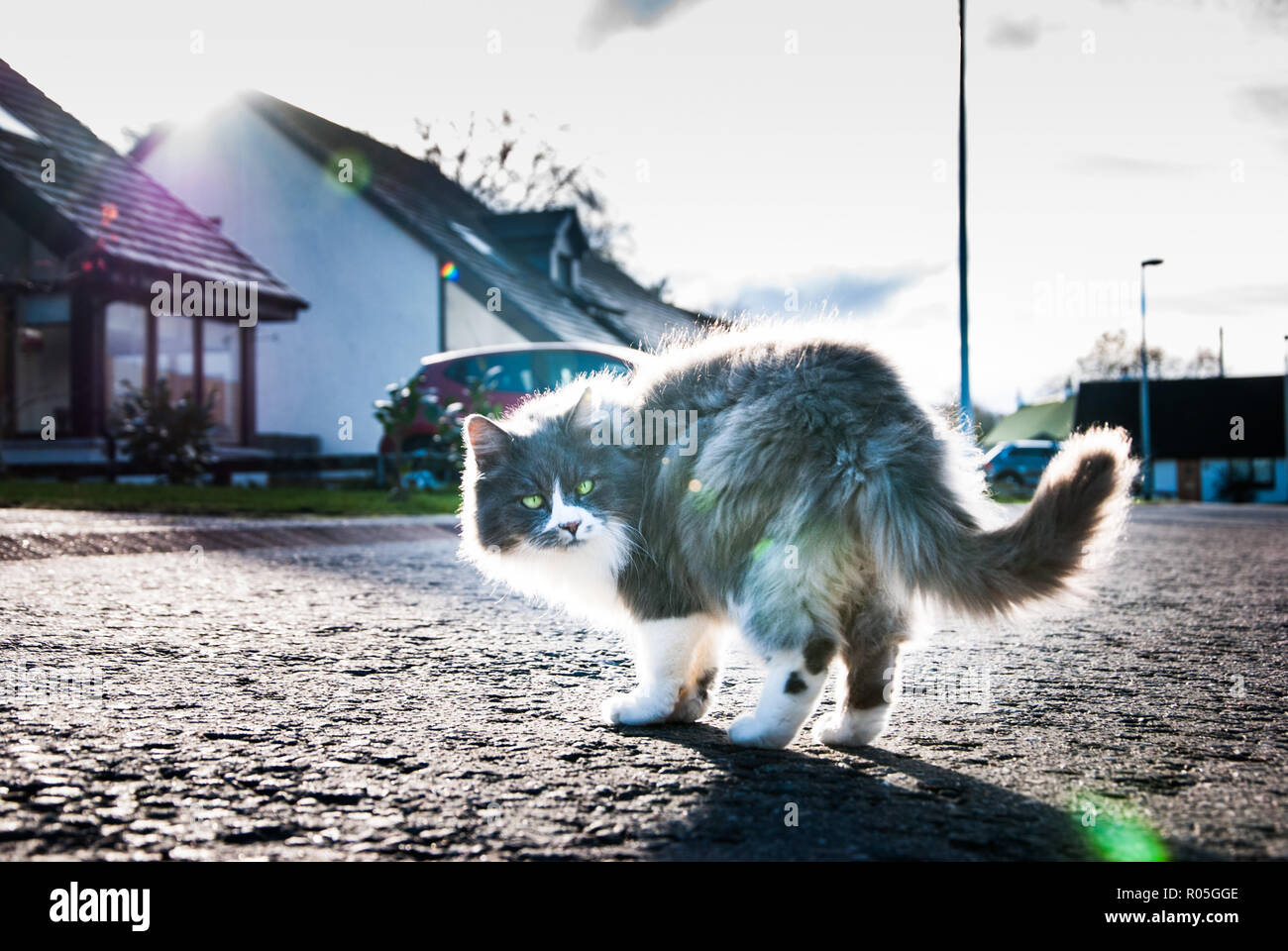 A fluffy grey white cat Stock Photo