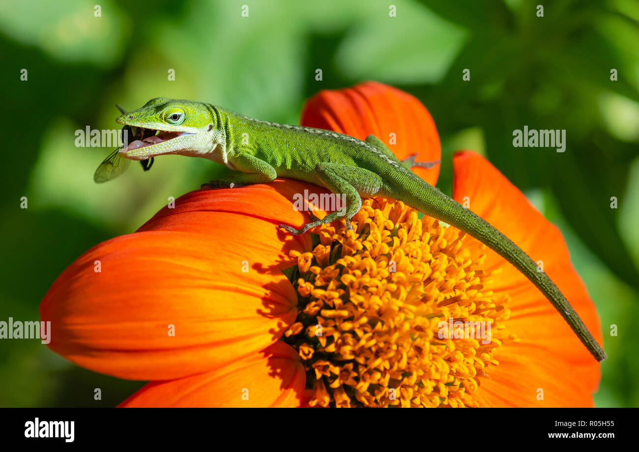 Carolina anole (Anolis carolinensis) eating a dragonfly Stock Photo - Alamy, image size:1300x920