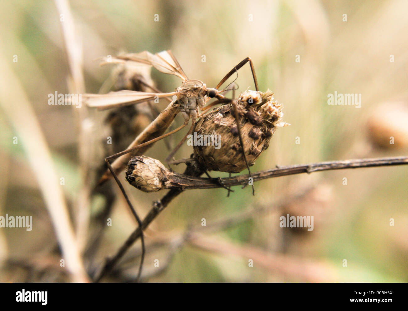 Daddy longlegs Stock Photo