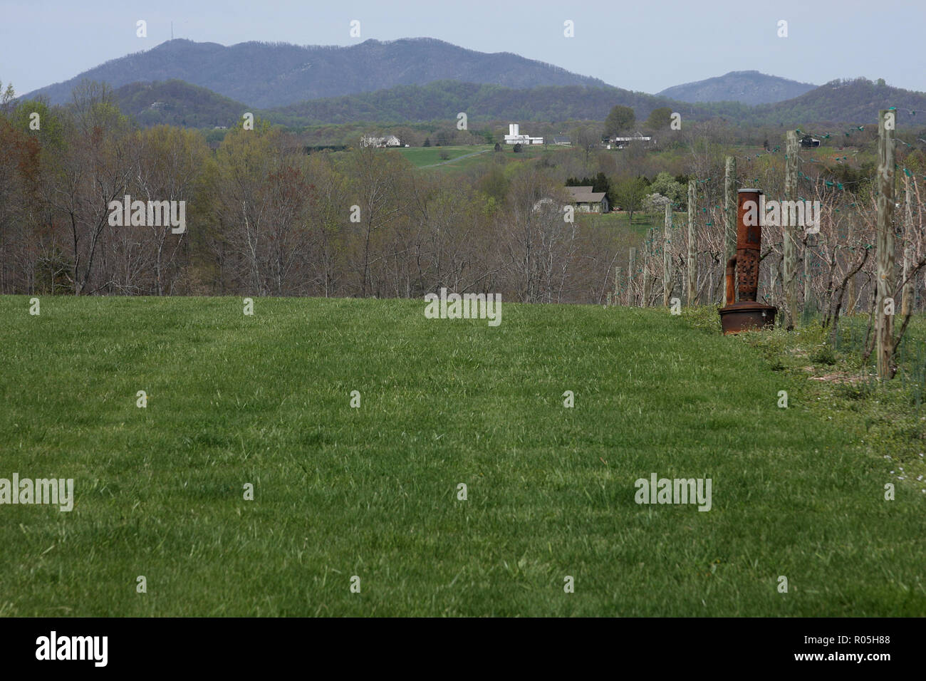 Large vineyard in Virginia's Blue Ridge Mountains, USA Stock Photo - Alamy