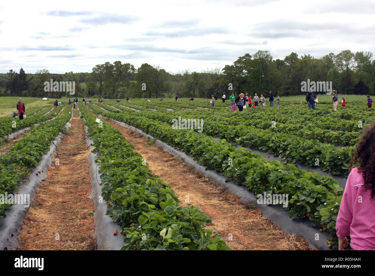 People harvesting strawberries at Yoders Farm, VA Stock Photo - Alamy