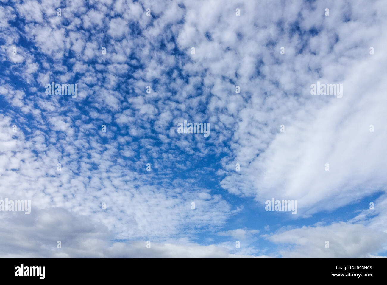 Cirrocumulus high sky White Cumulus clouds in blue sky Summer weather Cloudscape Stock Photo