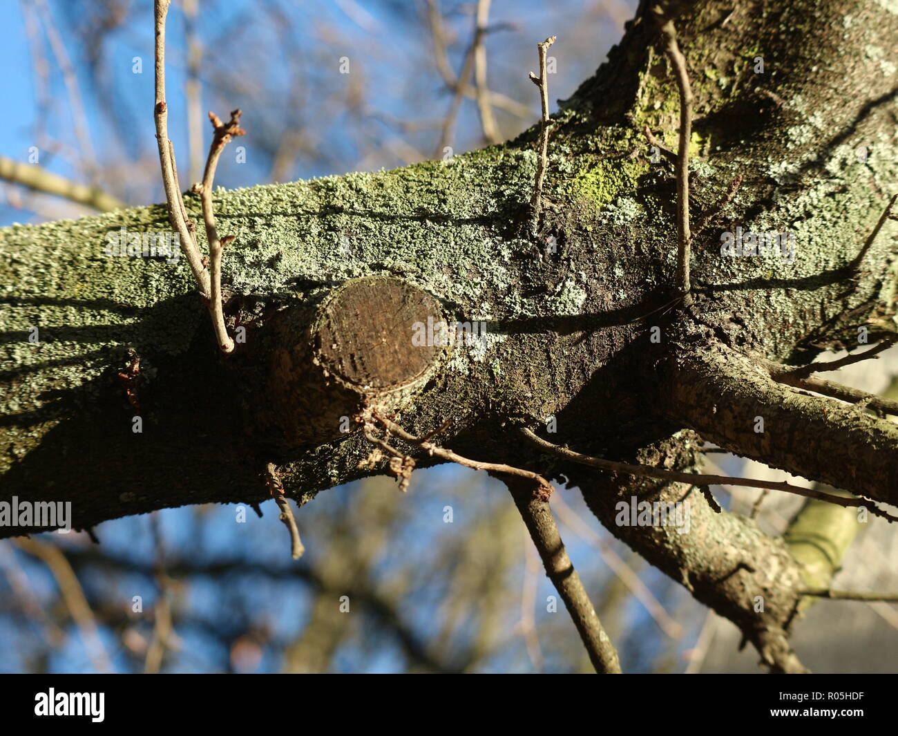 Herbstfeeling Stock Photo