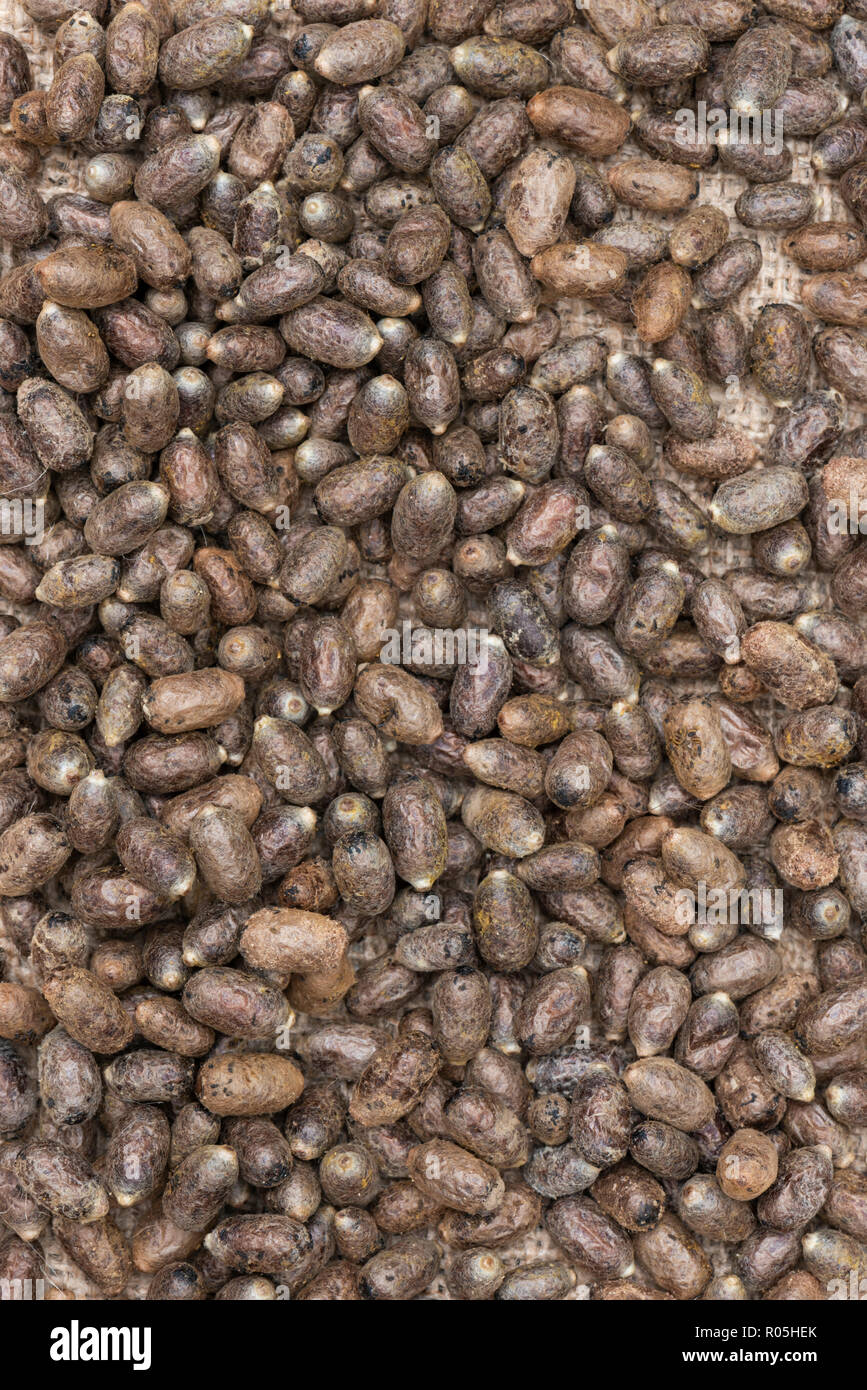Mason bee cocoons in a pile Stock Photo - Alamy