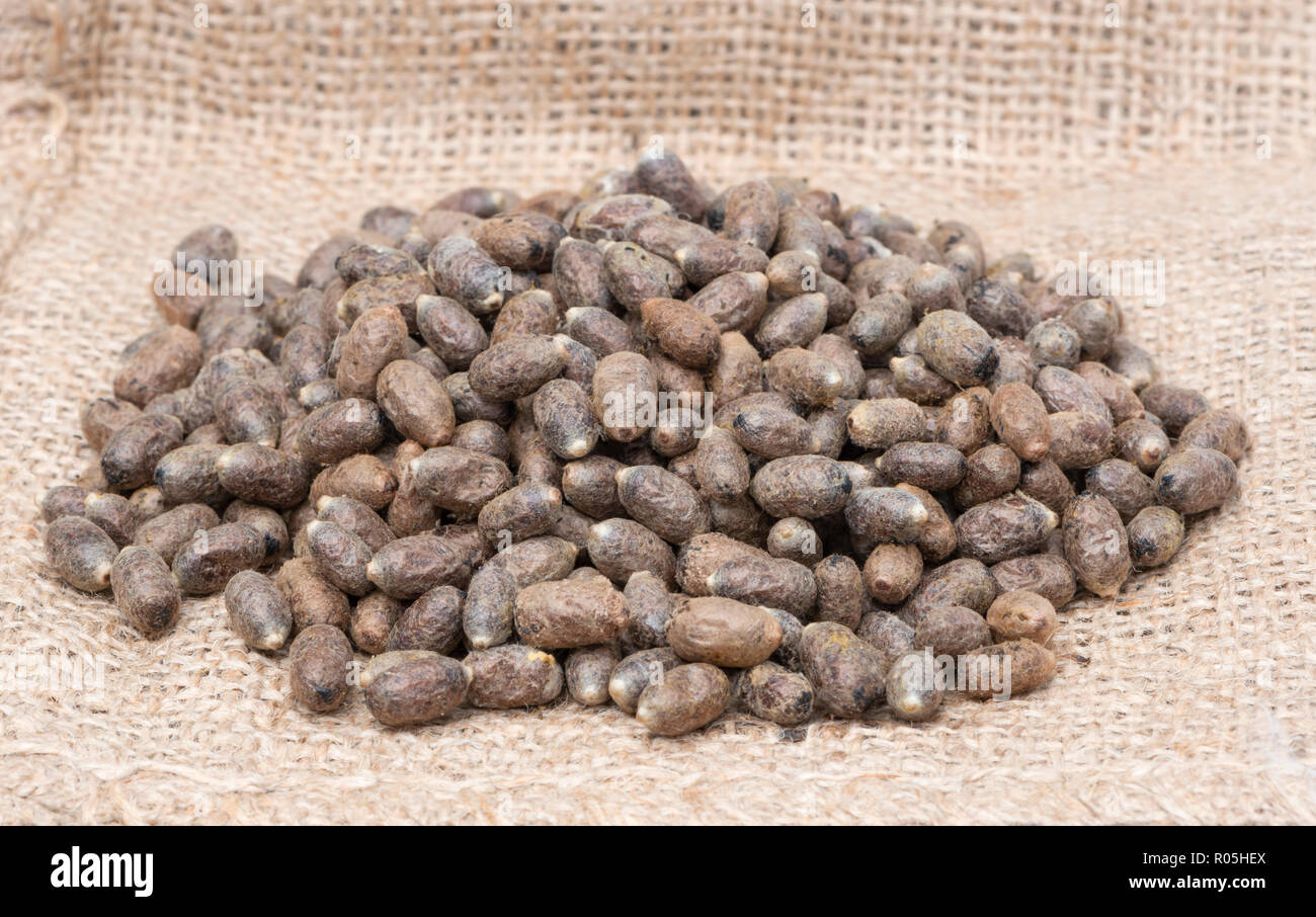 Mason bee cocoons in a pile Stock Photo Alamy