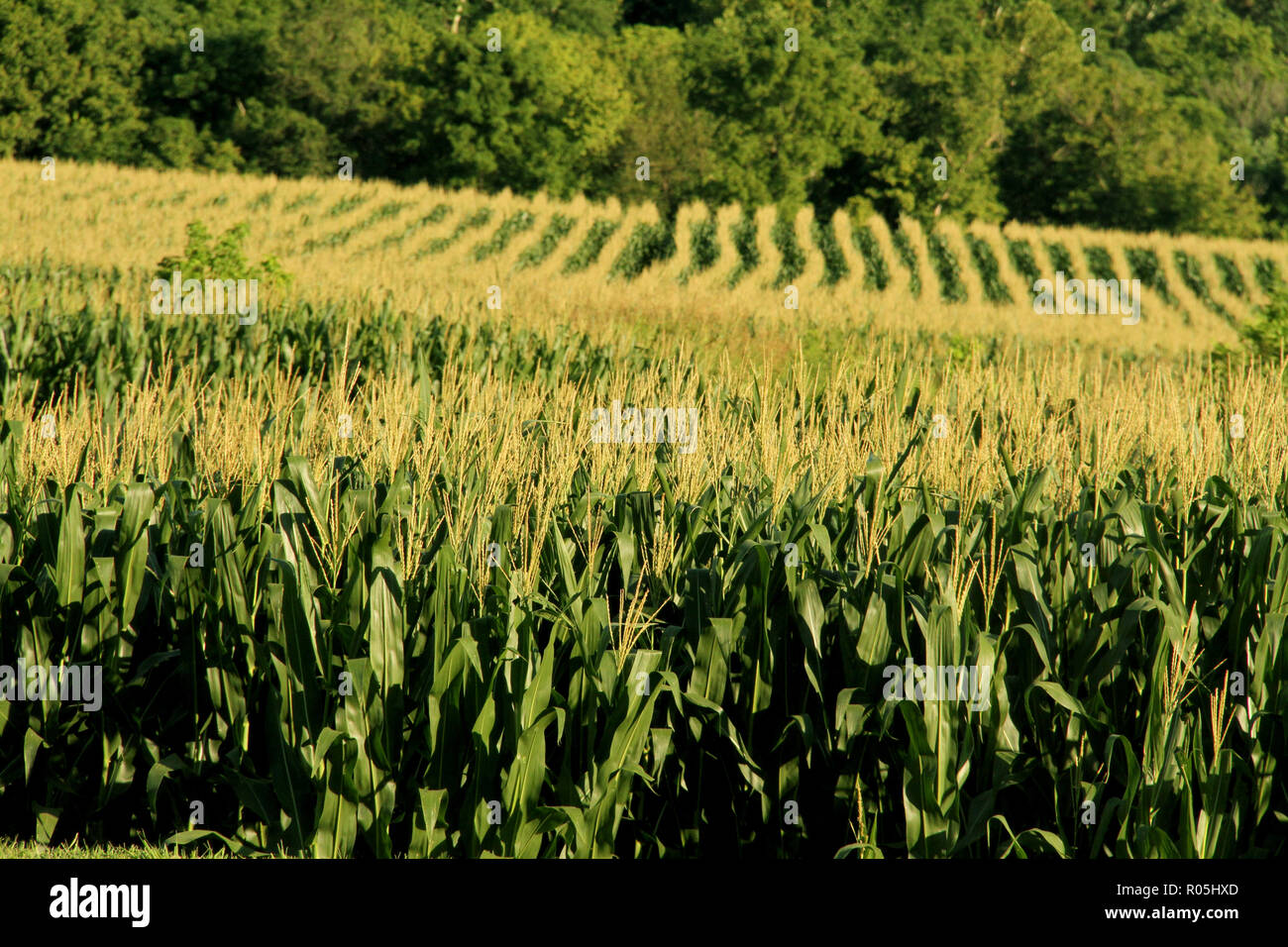 Corn field in Virginia Stock Photo Alamy