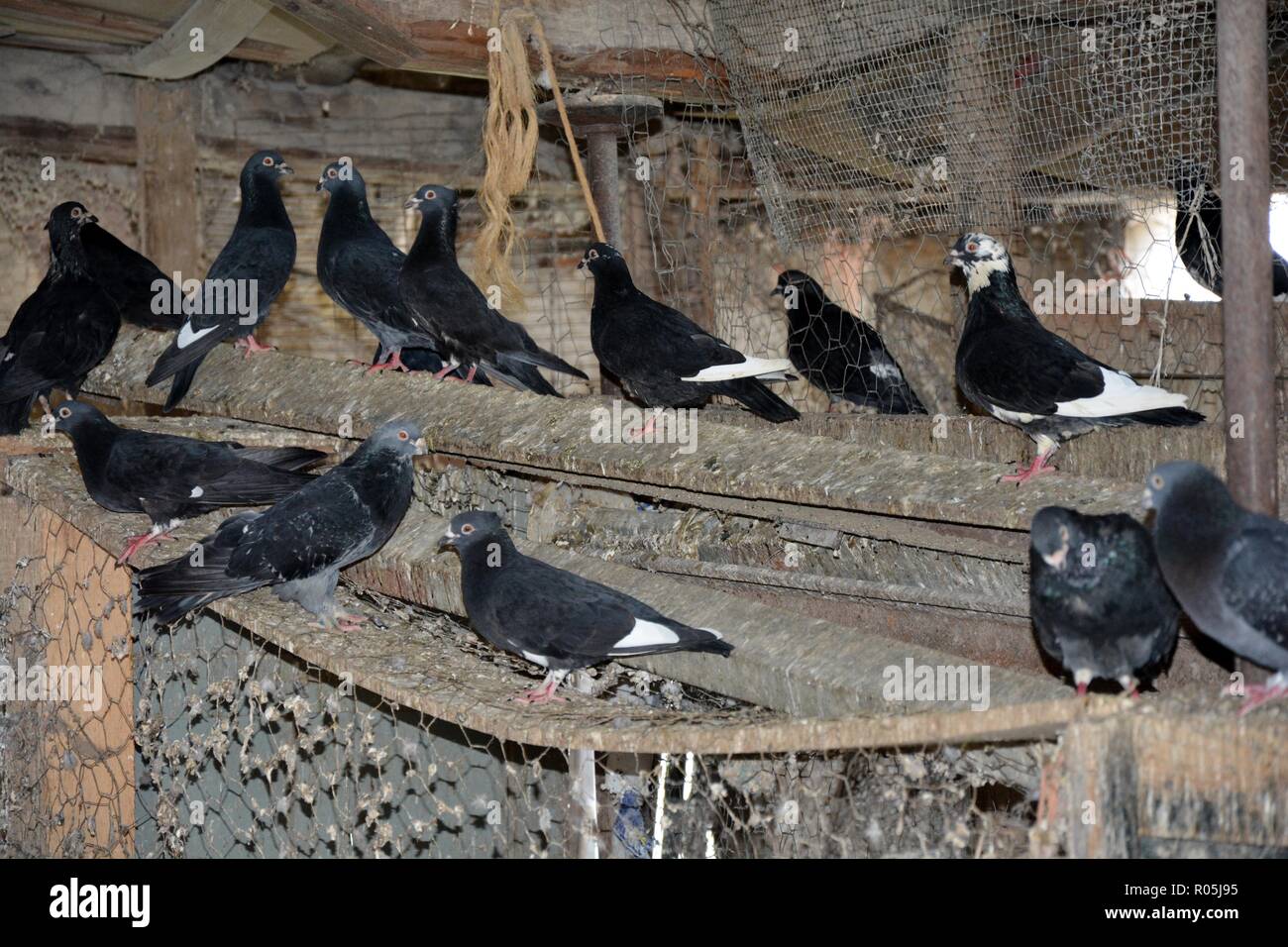 pigeons in an old house Stock Photo