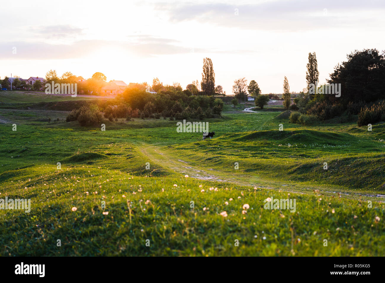 Alone black and white cow on a summer sunset pasture Stock Photo - Alamy