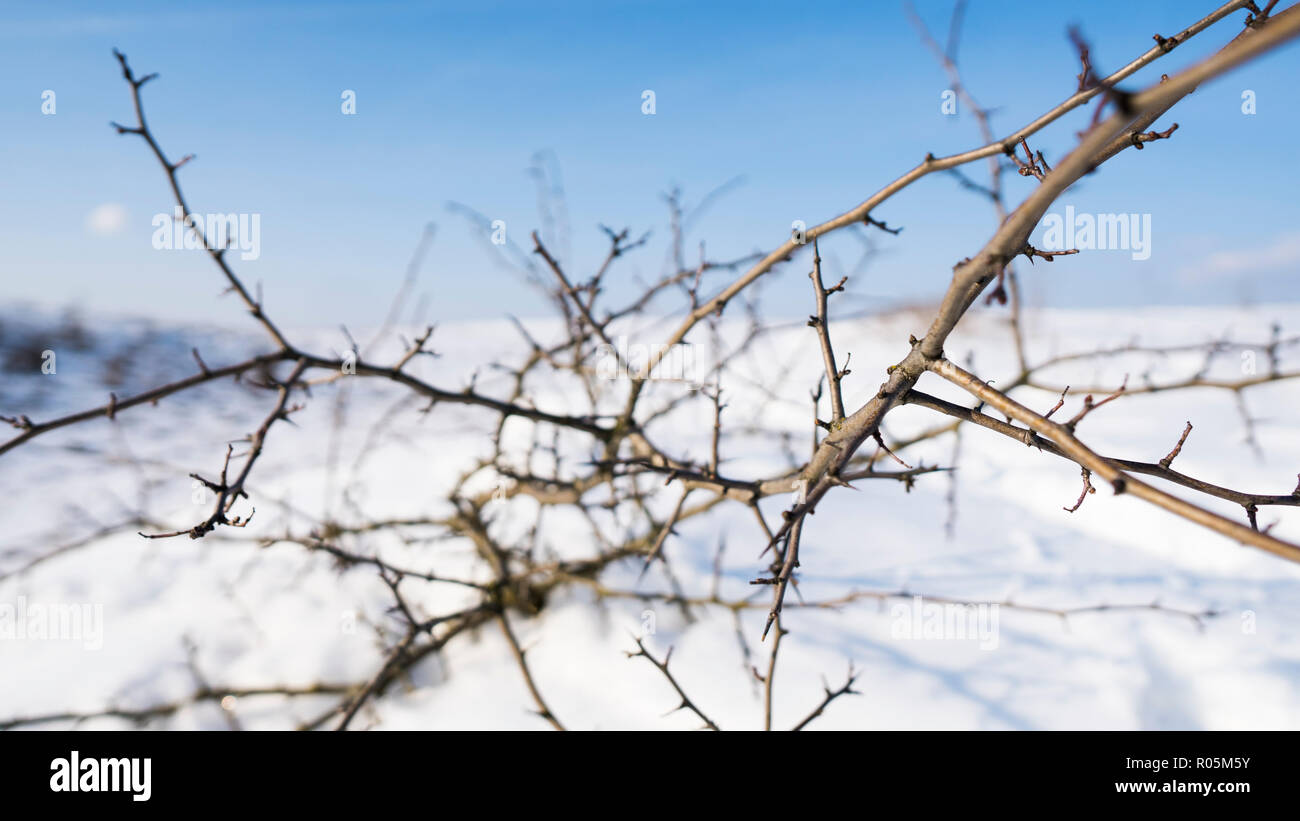 Branches of the tree with a white snow on a background in winter Stock ...