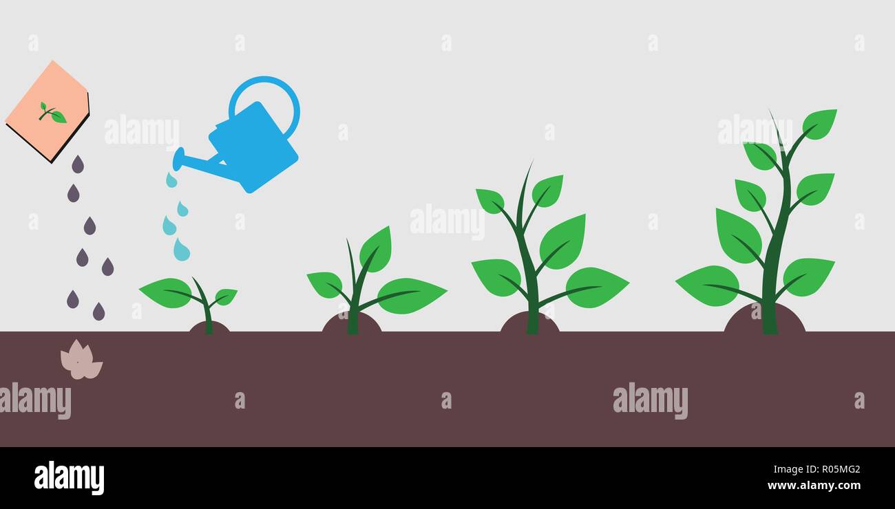The process of planting a tree and stages of growth of a tree from a seed Stock Vector