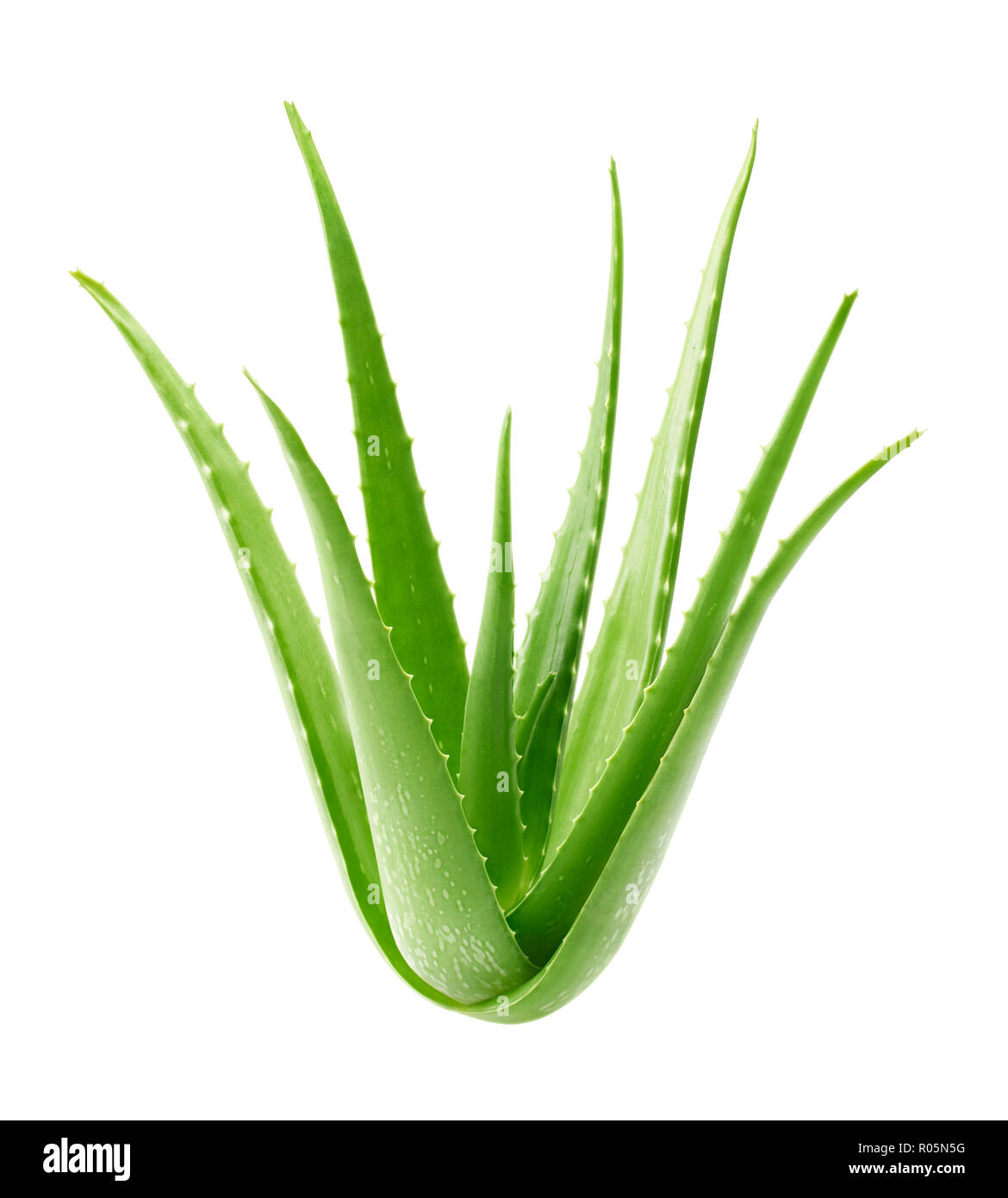 Aloe vera plant isolated on white background - clipping path included Stock  Photo - Alamy